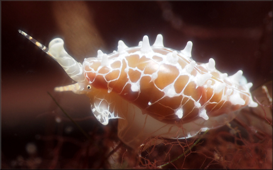 Dentimargo eburneolus (Conrad, 1834) Tan Marginella