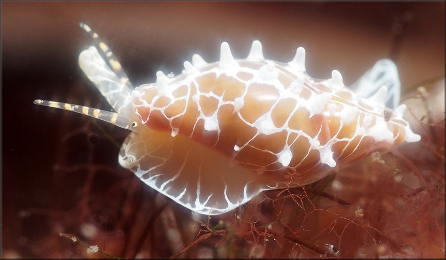 Dentimargo eburneolus (Conrad, 1834) Tan Marginella