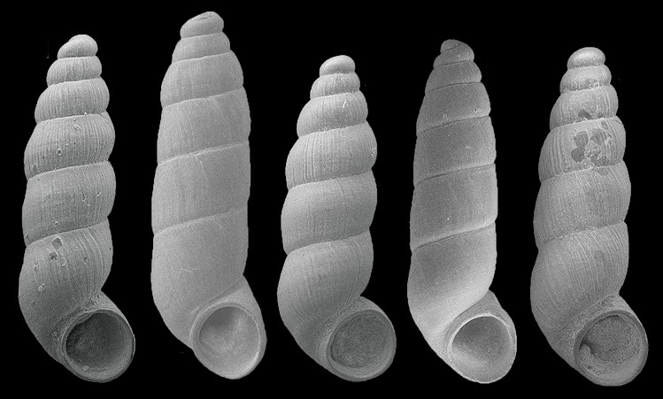 Pelycidion matthewi L. D. Campbell, 1993 Fossil