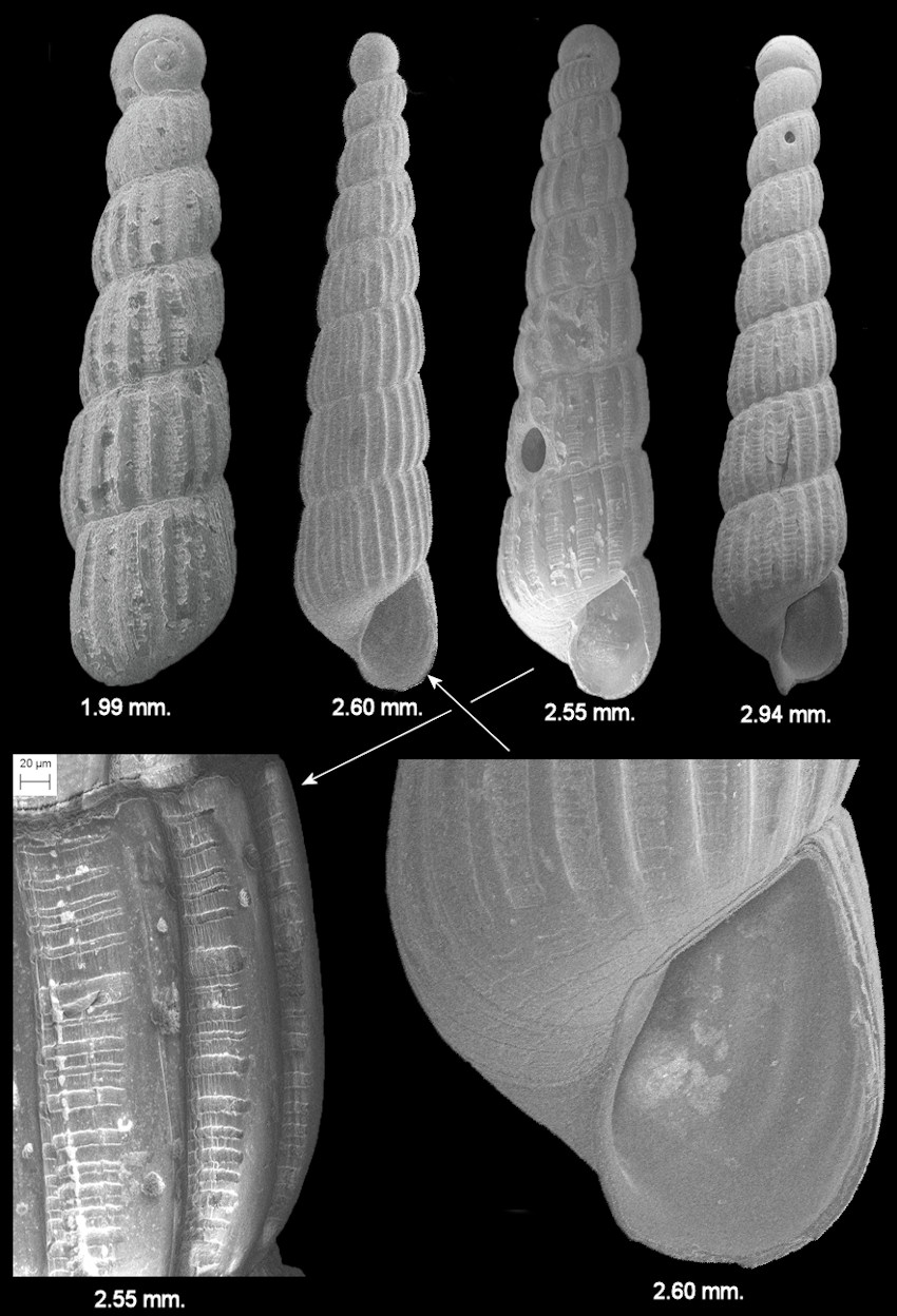 Turbonilla (Pyrgiscus) species D