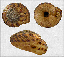 Anguispira strongylodes (L. Pfeiffer, 1854) Southeastern Tigersnail