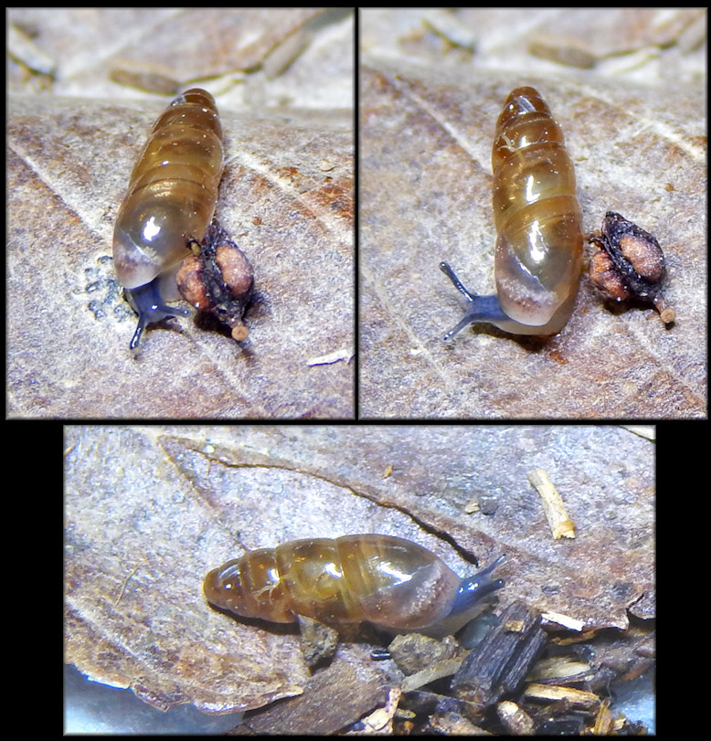 Cochlicopa morseana (Doherty, 1878) Appalachian Pillar