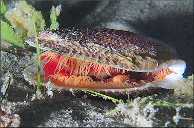 Ctenoides scaber (Born, 1778) Rough Fileclam