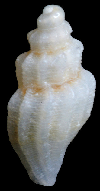 Agathotoma ecthymata Garca, 2008 Juvenile