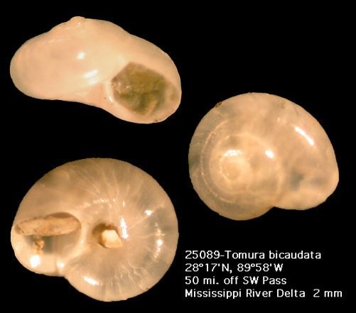 Tomura bicaudata (Pilsbry and McGinty, 1946)