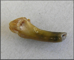 apparent mammalian tooth