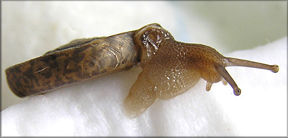 Polygyra septemvolva Say, 1818 Florida Flatcoil 