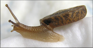 Polygyra septemvolva Say, 1818 Florida Flatcoil 