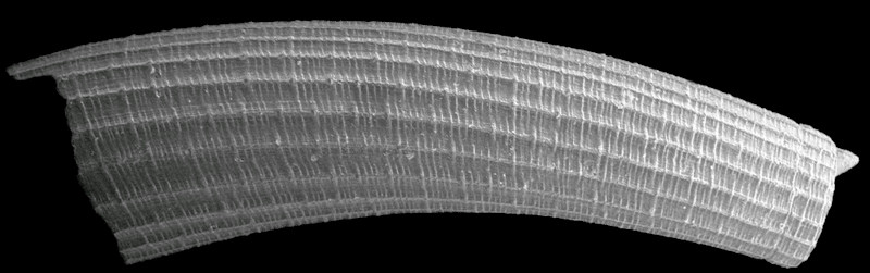 Caecum tortile Dall, 1892 Twisted Caecum