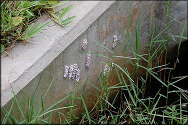 Pomacea egg clutches on concrete culvert