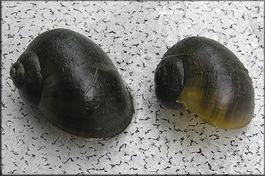Two Pomacea from the swale