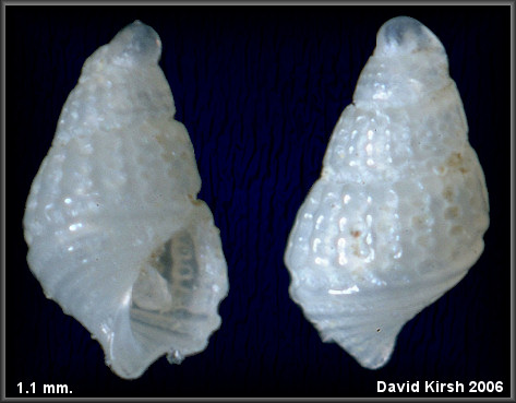 Chrysallida nioba (Dall and Bartsch, 1911) Niobe Odostome