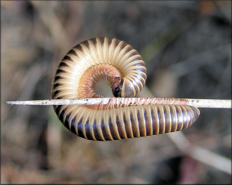 Florida Ivory Millipede [Chicobolus spinigerus]