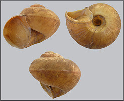 Lanistes carinatus (Röding, 1798)