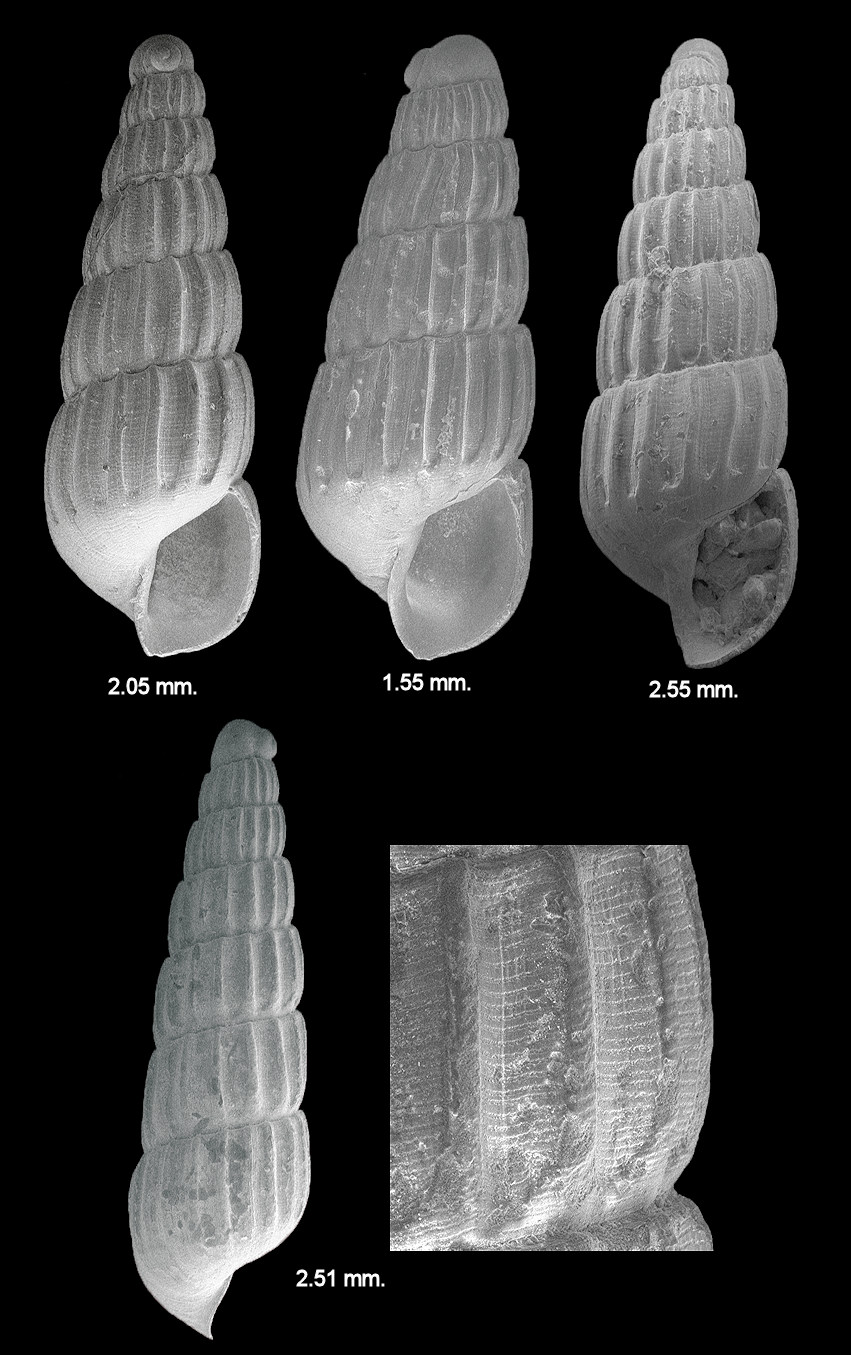 Turbonilla (Chemnitzia) species G