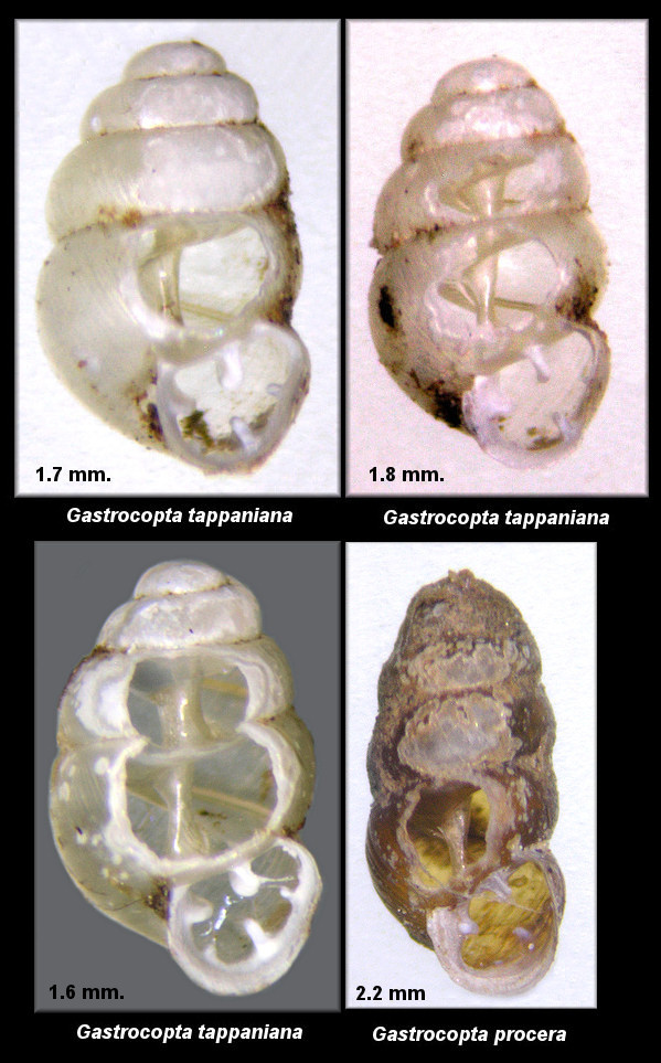 Glyphyalinia wheatleyi (Bland, 1883) Bright Glyph Prey