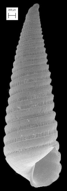 Polyspirella trachealis (Gould, 1861)