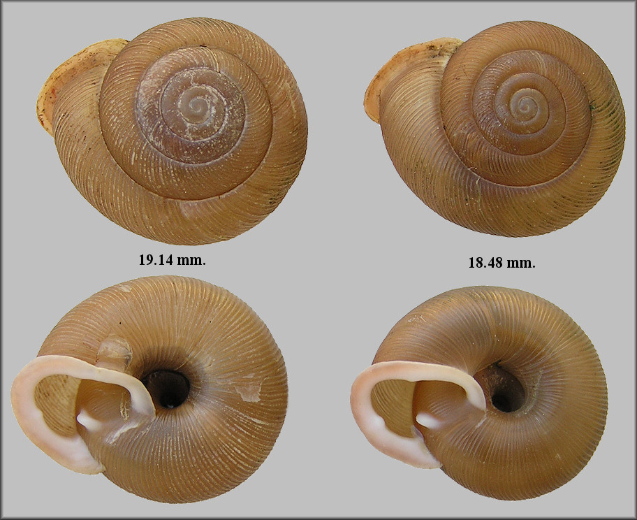 Triodopsis tennesseensis (Walker and Pilsbry, 1902) Budded Threetooth