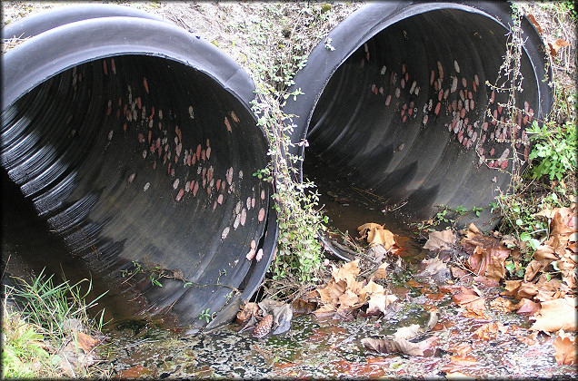 Pomacea maculata Egg Clutches In The Small Ditch