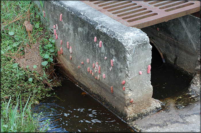 Underground pipe in the ditch leading to the lake (9/24/2007)