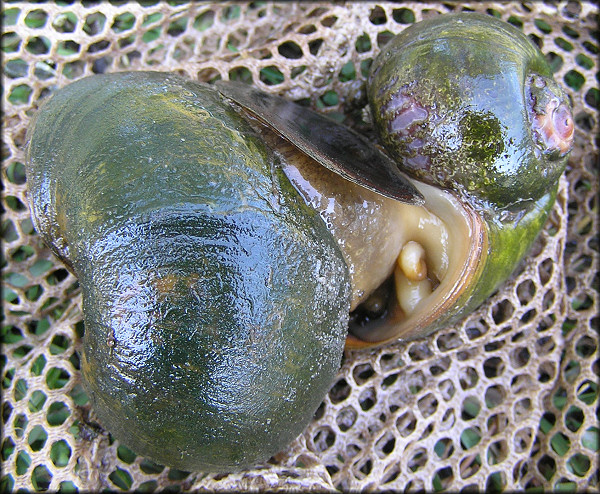 Pomacea maculata Perry, 1810 Mating Pair (3/3/2006)