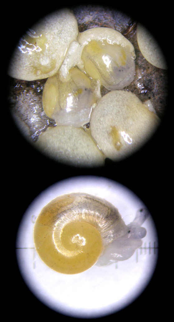 Triodopsis hopetonensis (Shuttleworth, 1852) eggs hatching and hatchling