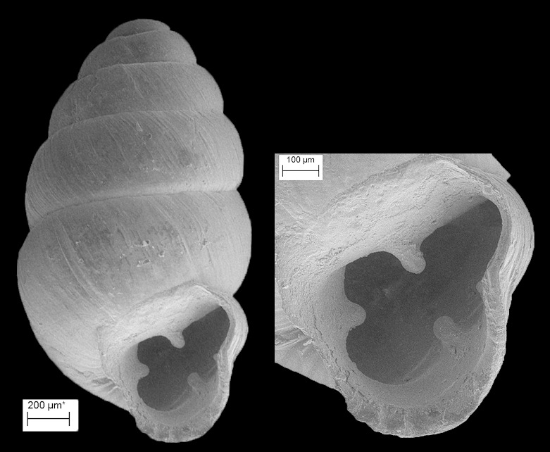 Vertigo tridentata Wolf, 1870 Honey Vertigo Scanning Electron Micrographs (SEM)