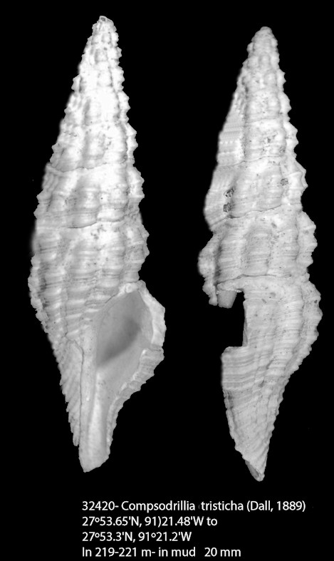 Compsodrillia tristicha (Dall, 1889)
