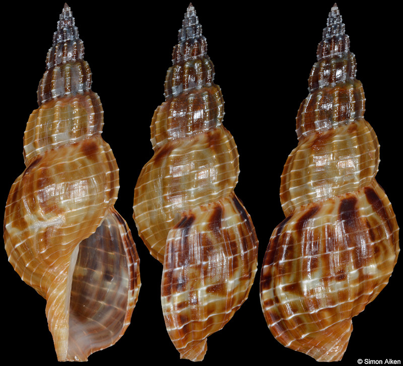 Tritonoturris cumingii (Powys in Powys and G. B. Sowerby I, 1835)