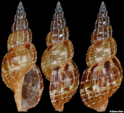 Tritonoturris cumingii (Powys in Powys and G. B. Sowerby I, 1835)