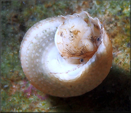 Marevalvata tricarinata (Stearns, 1872) Gem Cyclostreme