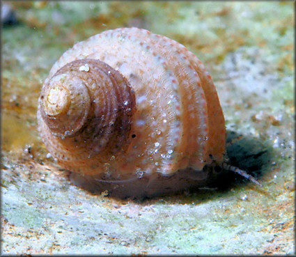 Marevalvata tricarinata (Stearns, 1872) Gem Cyclostreme