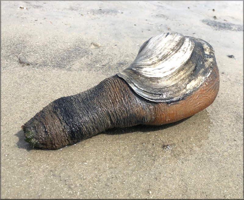 Panopea bitruncata (Conrad, 1872) Atlantic Geoduck