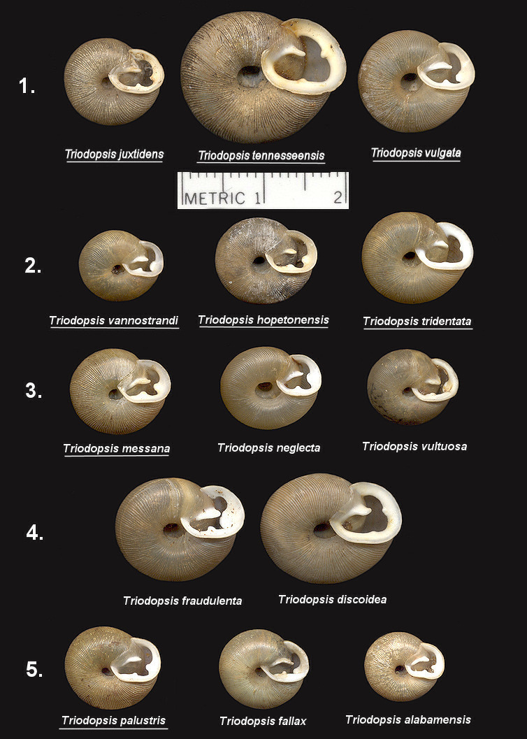 The Genus Triodopsis