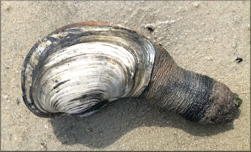 Panopea bitruncata (Conrad, 1872) Atlantic Geoduck