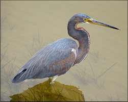 Eagretta tricolor Tri-colored Heron