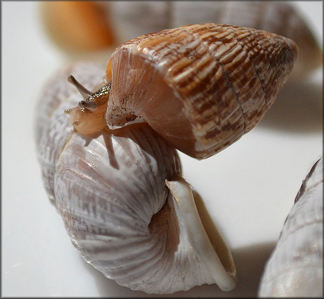 Cerion tridentatum costellatum Pilsbry, 1946 Juvenile