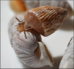 Cerion tridentatum costellatum Pilsbry, 1946 Juvenile