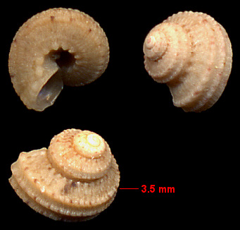 Marevalvata tricarinata (Stearns, 1872) Gem Cyclostreme