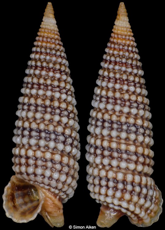 Aclophora xystica (Jousseaume, 1884)