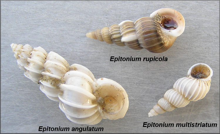 Epitonium angulatum, Gyroscala rupicola, Epitonium multistriatum