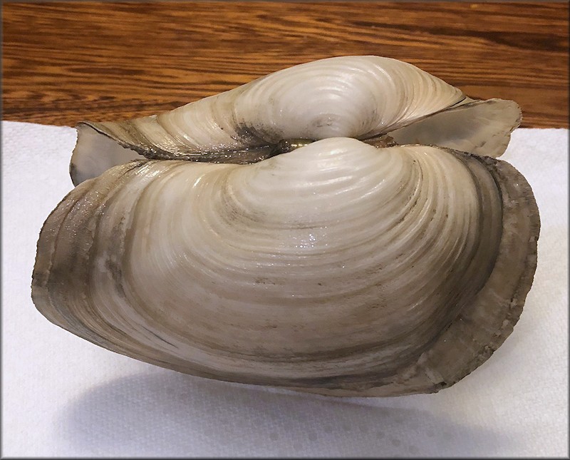 Panopea bitruncata (Conrad, 1872) Atlantic Geoduck