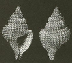 Personopsis trigonaperta Beu, 1998