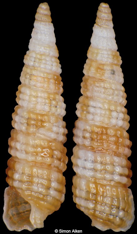 Triphora sp. aff. smithi Bartsch, 1915