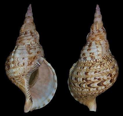 Charonia tritonis (Linnaeus, 1758)