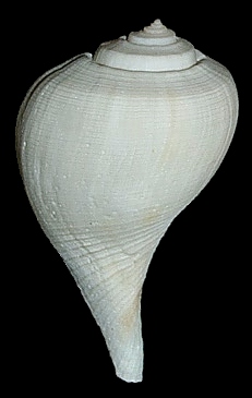 Fulguropsis spirata (Lamarck, 1816) Pear Whelk Albino Specimen