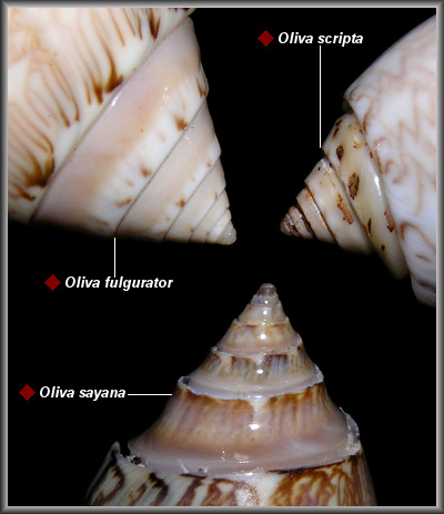 The Genus Oliva In The Western Atlantic