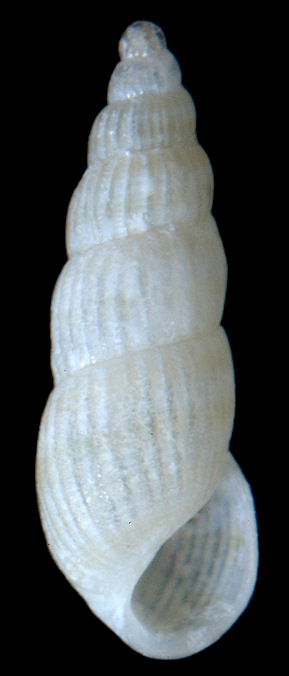 Turbonilla (Strioturbonilla) riisei (Mrch, 1875) Riises Turbonille