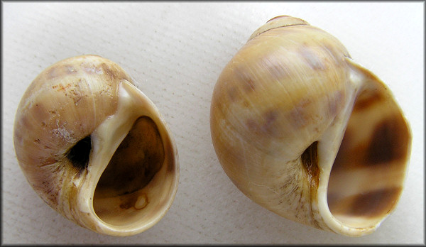 Euspira triseriata (Say, 1826) Spotted Moonsnail