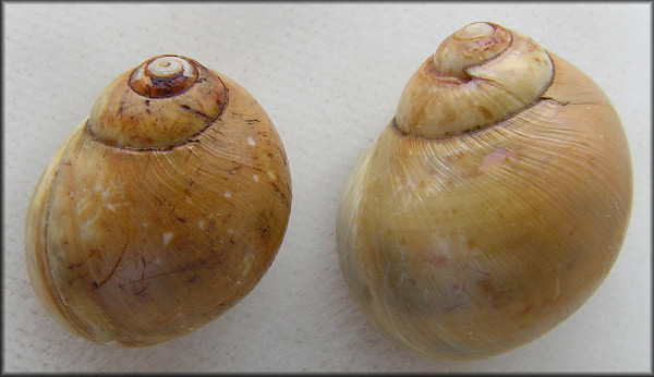 Euspira triseriata (Say, 1826) Spotted Moonsnail